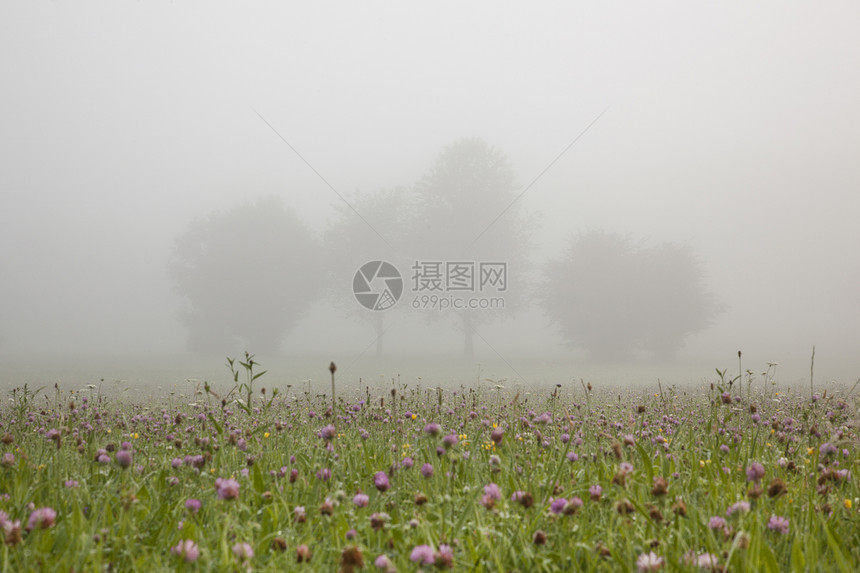 在雾中的花朵图片