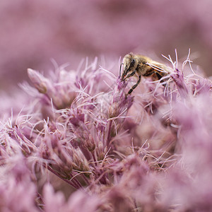 粉红色花朵上的蜜蜂高清图片