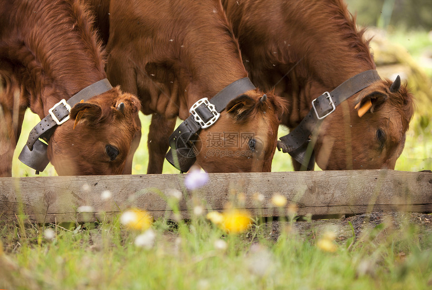 三只棕牛一起吃图片