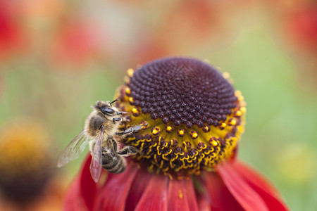 养蜜蜂在红菊花上采集蜂蜜高清图片