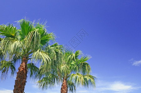 蓝色天空下的棕榈图片