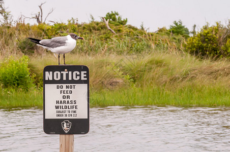 站在杆子鸟海鸥站在滩的告示牌上背景