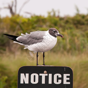 海鸥站在滩的告示牌上图片