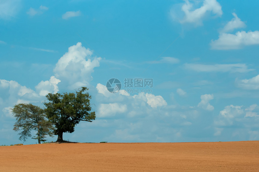 黄土上孤单的一棵树图片
