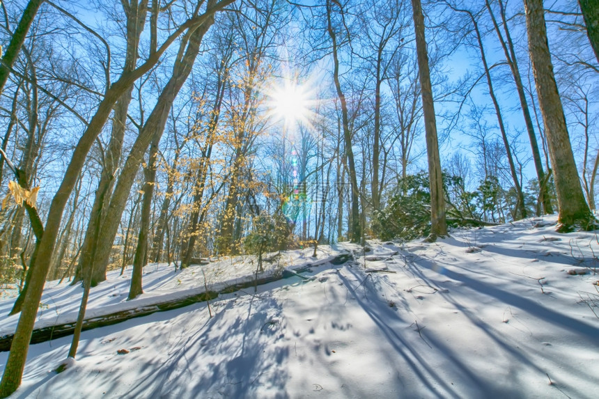 冬季树木之间的太阳图片