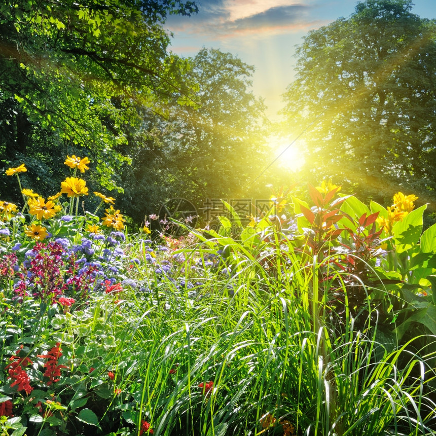 阳光照耀在 花丛里图片