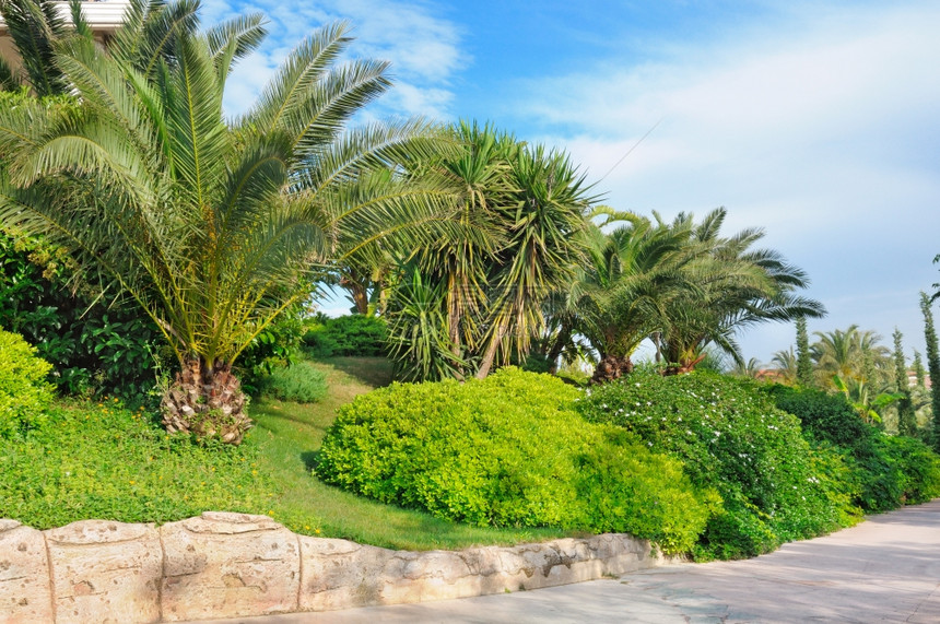 美丽的公园中热带棕榈树图片