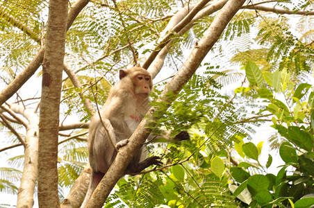 树上的猴子背景图片