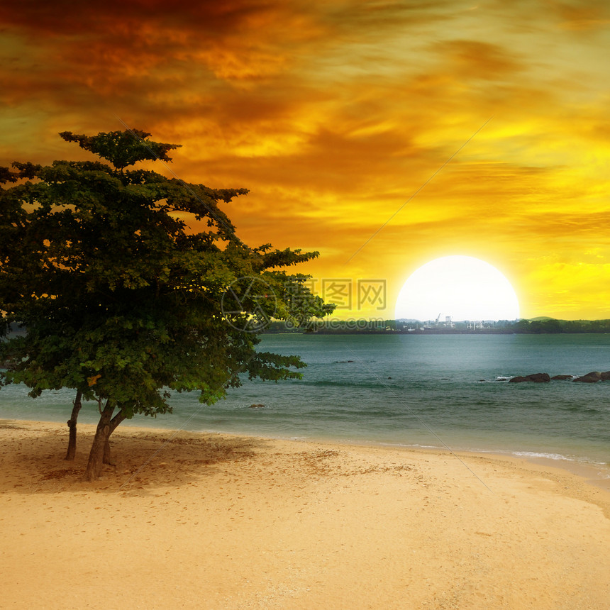 海边滩一棵树和美妙的日落图片