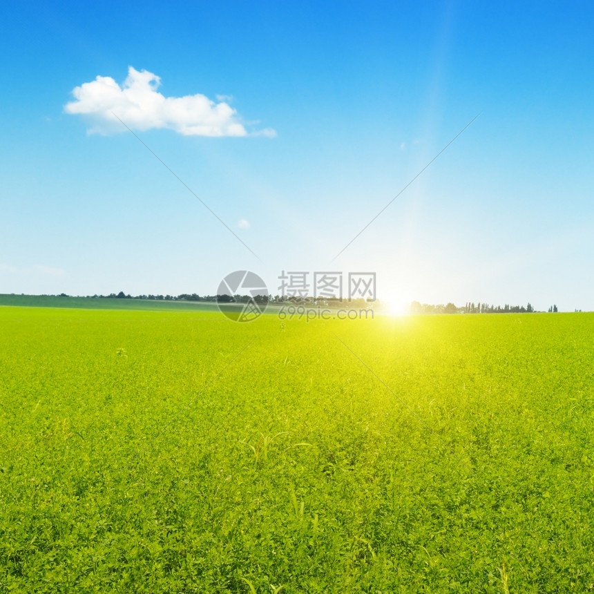 小麦田上美丽的日出图片