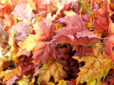 秋天的红橡树叶高清图片