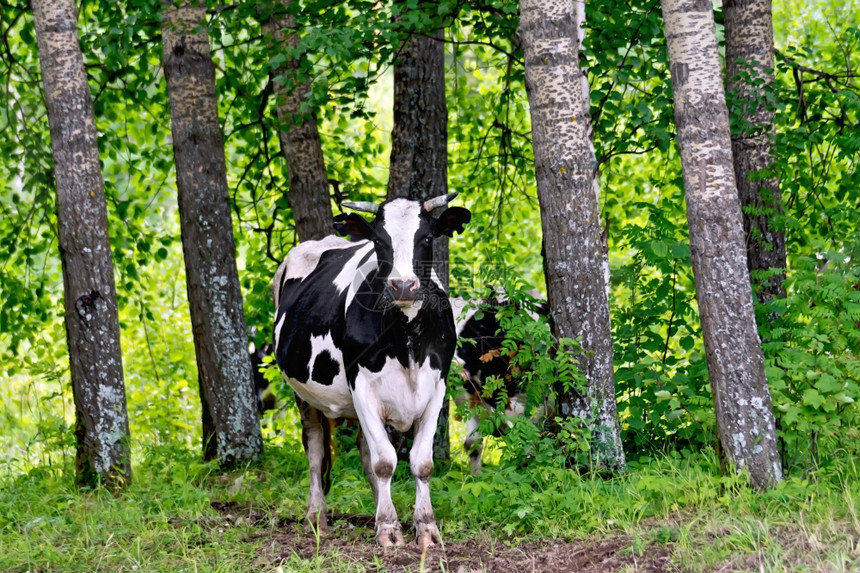 白的牛和的牛站在林的中图片