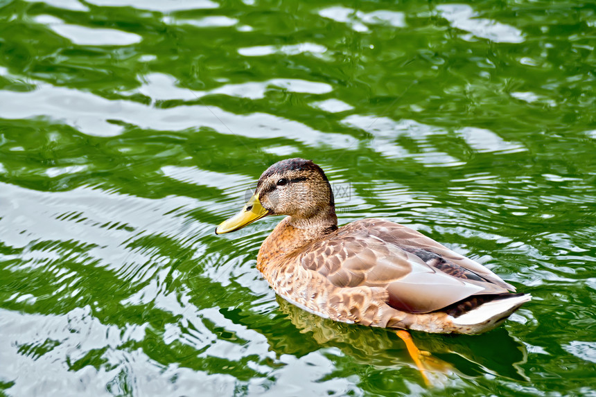 在绿水池中游泳的野鸭图片