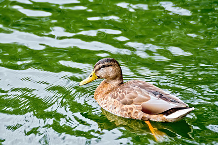 在绿水池中游泳的野鸭图片