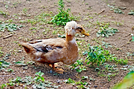 棕鸭在草和土地背景上被拖图片