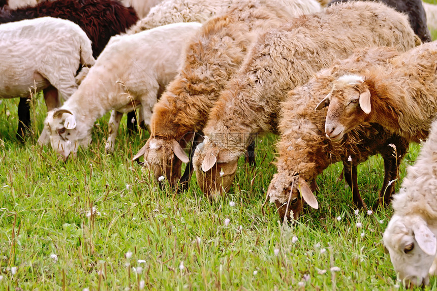 正在吃牧草的动物羊图片