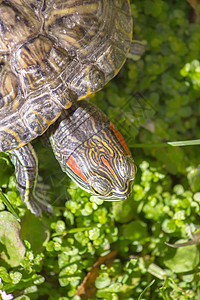 绿色龟正在草地上晒太阳的动物龟背景