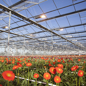 哈内曼足温室在温室中的雪贝拉花背景