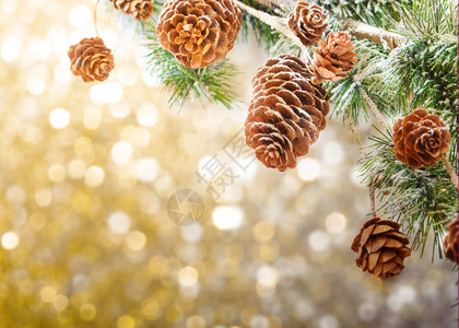 圣诞节背景上的树枝和果实图片