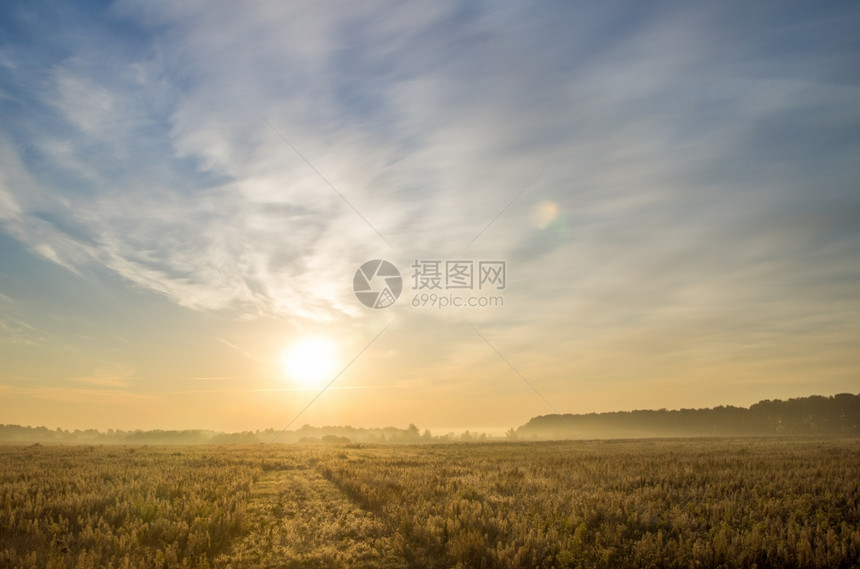 夏季风景小麦田和云图片