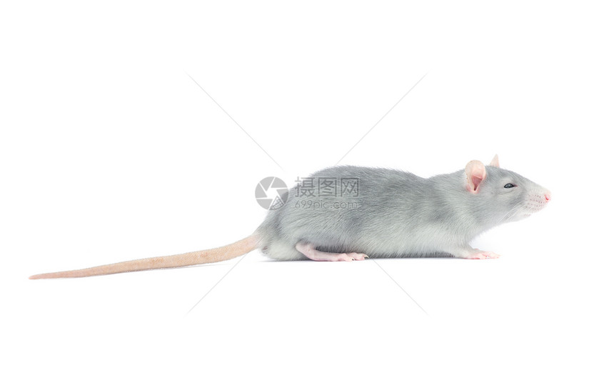 白色背景上孤立的老鼠图片