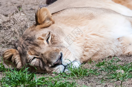 在动物园的草坪上睡着母狮图片