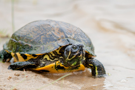 小乌龟喝水沙滩上的动物海龟放松背景