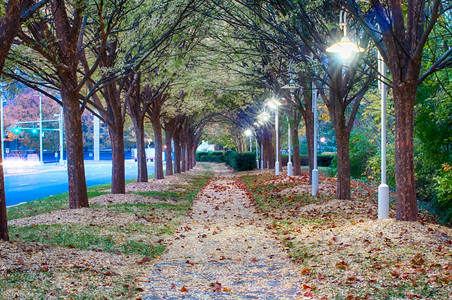 沿路公园的秋天小巷图片
