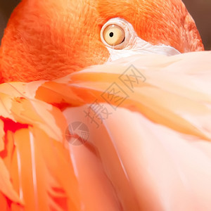 粉红火烈鸟紧贴眼睛和头部紧贴眼和头图片