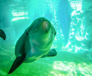 动物海豚在水下嬉戏图片