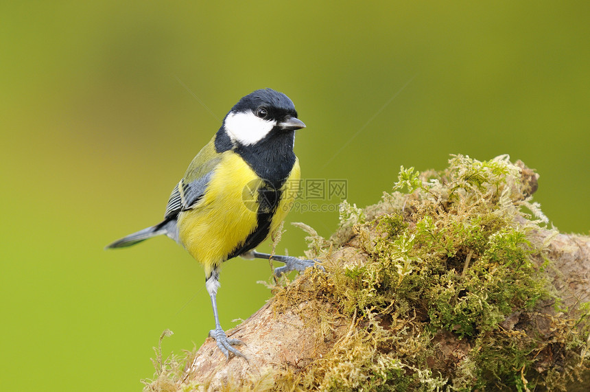 大自然中不同的鸟类动物图片