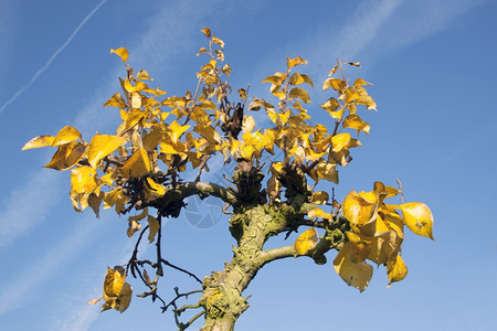 秋天果树上的黄叶图片