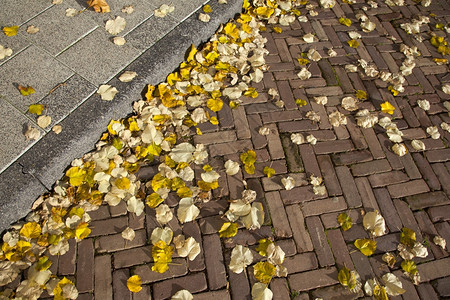 红砖街和灰水泥路面的秋叶图片