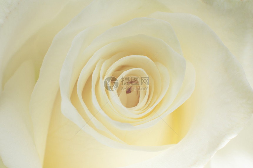 奶油白玫瑰特写图片
