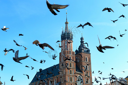 圣马丁大教堂象鸽在圣马丁和尔斯柯上方飞翔教堂在科兰kraow的主要市场广上背景