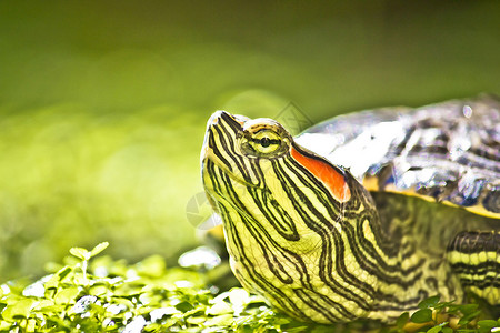 滑块绿色纳图的海龟头部肖像红色耳滑板气管背景