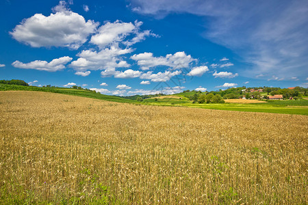 在croati的frgoje地区绿色农业景观中的金草田图片