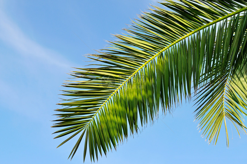 热带棕榈树叶和蓝天空图片