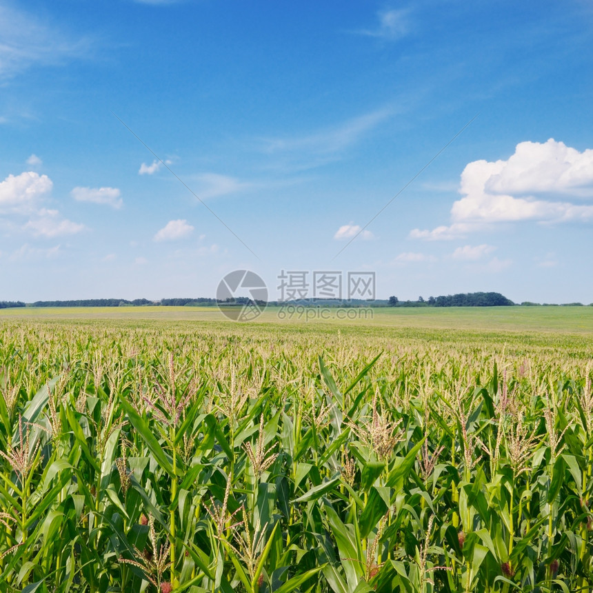 绿玉米田和蓝天空图片