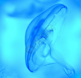 蓝底的孤立水母背景图片