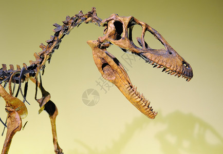 恐龙头在一个jurasic恐龙博物馆图片