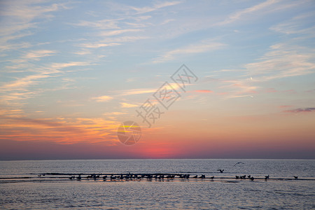 海鸥在面的沟中日落时在荷兰河沿岸下山图片