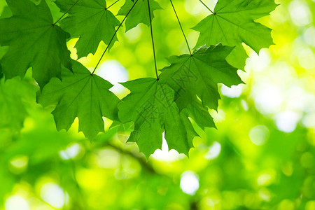 阳光照射的绿树叶图片