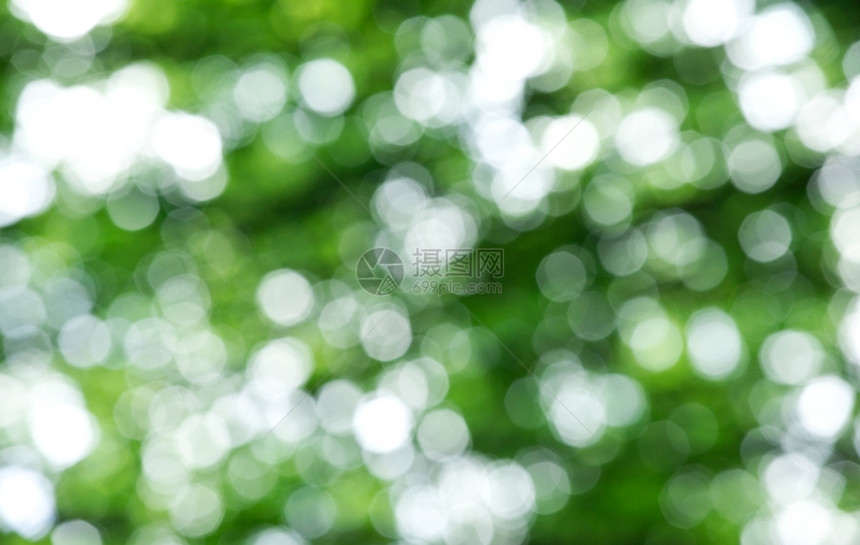 阳光明媚的绿色自然抽象背景有选择重点图片