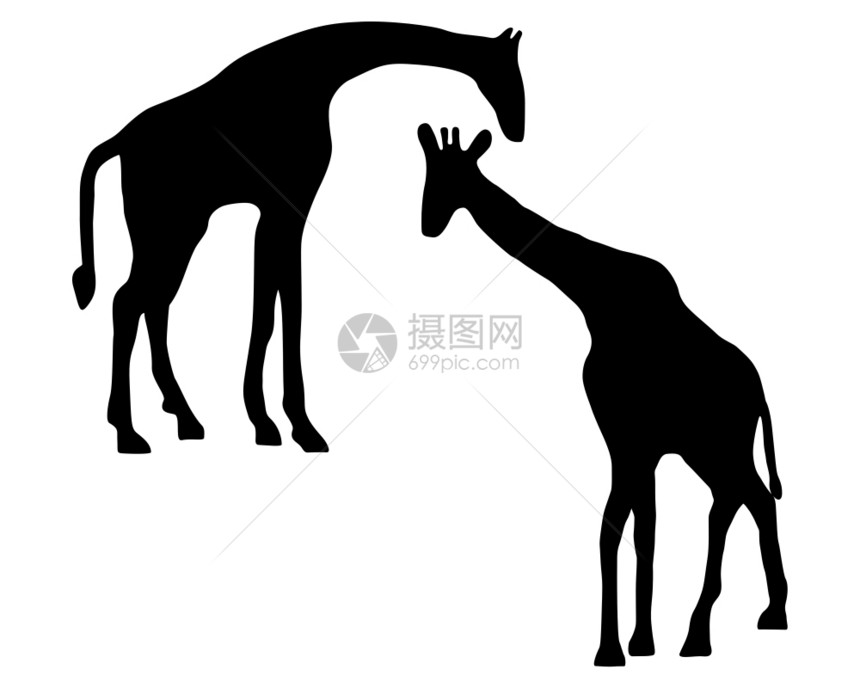 两只长颈鹿详细和孤立的插图图片
