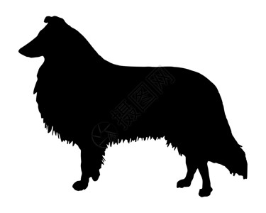 苏格兰牧羊犬一个长头发的山羊黑色轮廓插画
