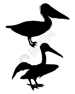 黑色鸟玩偶鹈鹕剪影插画