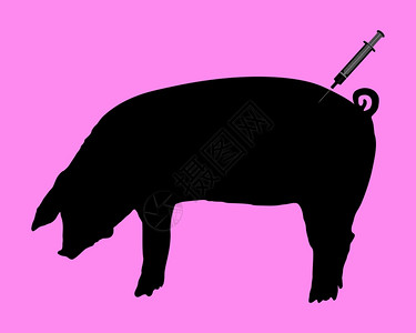 猪因为流感而接种疫苗图片