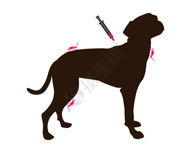 给狗接种预防蚊虫咬病的疫苗背景图片