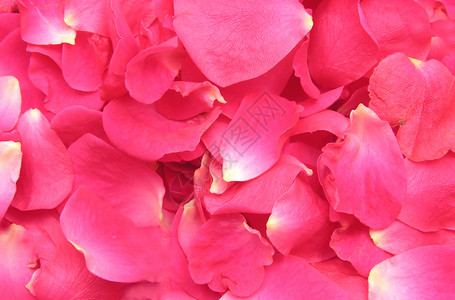 粉红玫瑰花瓣造就了背景图片